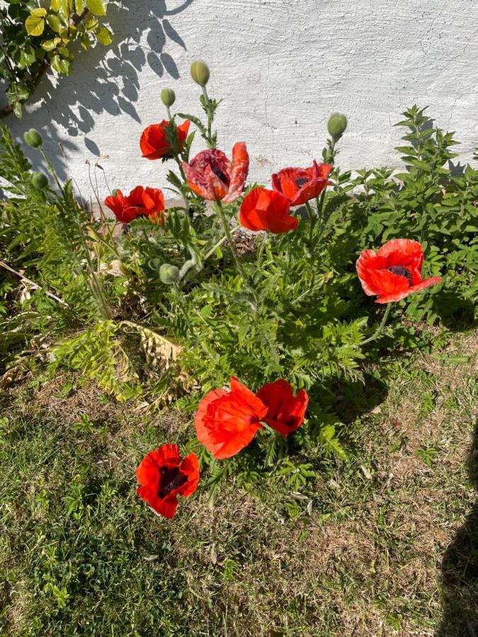 הוילה Köpingsvik Kapelludden Oestra Oeland מראה חיצוני תמונה